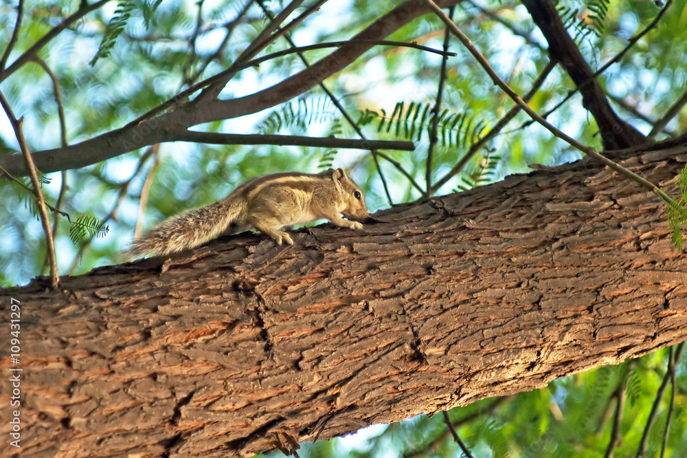 Indian palm squirrel (Funambulus palmarum) on a tree Indian palm squirrel (Funambulus palmarum) on a tree