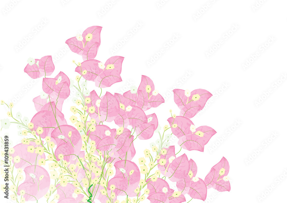 pink bougainvillea flowers for object or background pink bougainvillea flowers for object or background