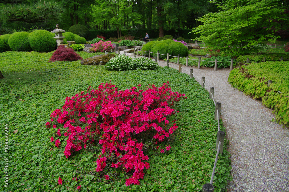 leuchtend rot blühende Azalee im Frühling mit Laterne im japanischen Garten Augsburg