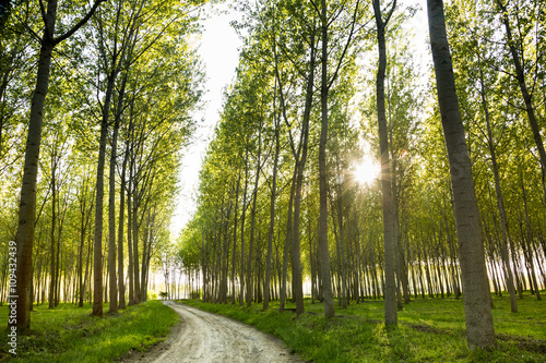 dirt road through poplar trees