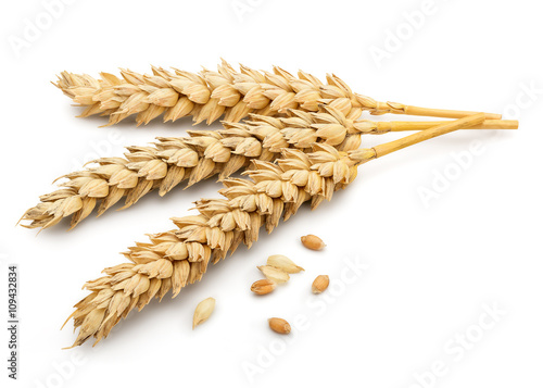Dried Wheat Ear