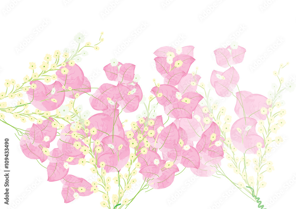 pink bougainvillea flowers  for object or background