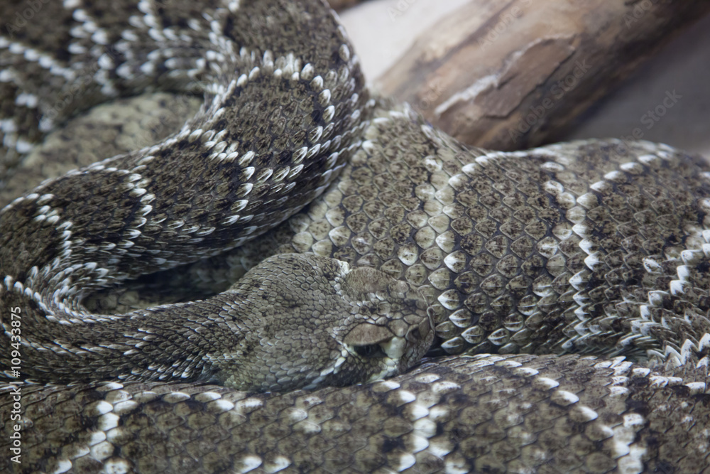 Fototapeta premium Patterns of Poisen, Beauty of a Rattlesnake