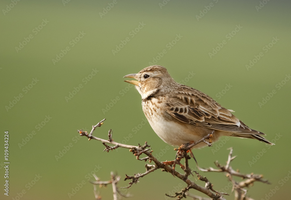 Calandra lark, Melanocorypha calandra on branch, with green background Calandra lark, Melanocorypha calandra on branch, with green background
