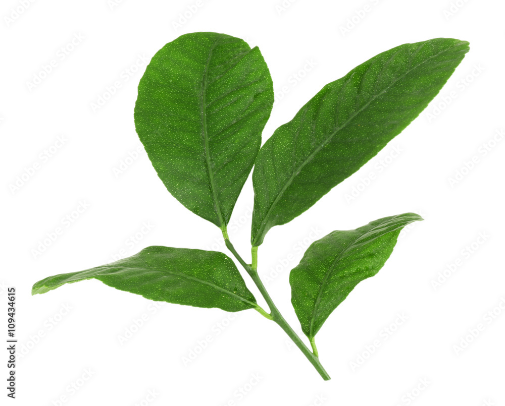 Fototapeta premium Green citrus leaves isolated on white