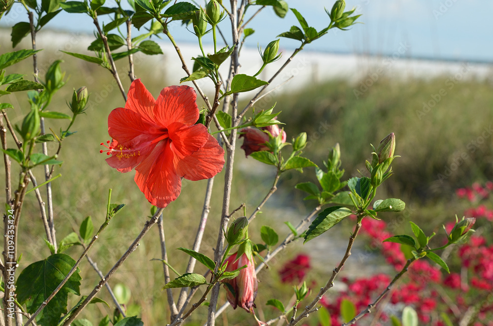 Fototapeta premium Hibiskus am Strand
