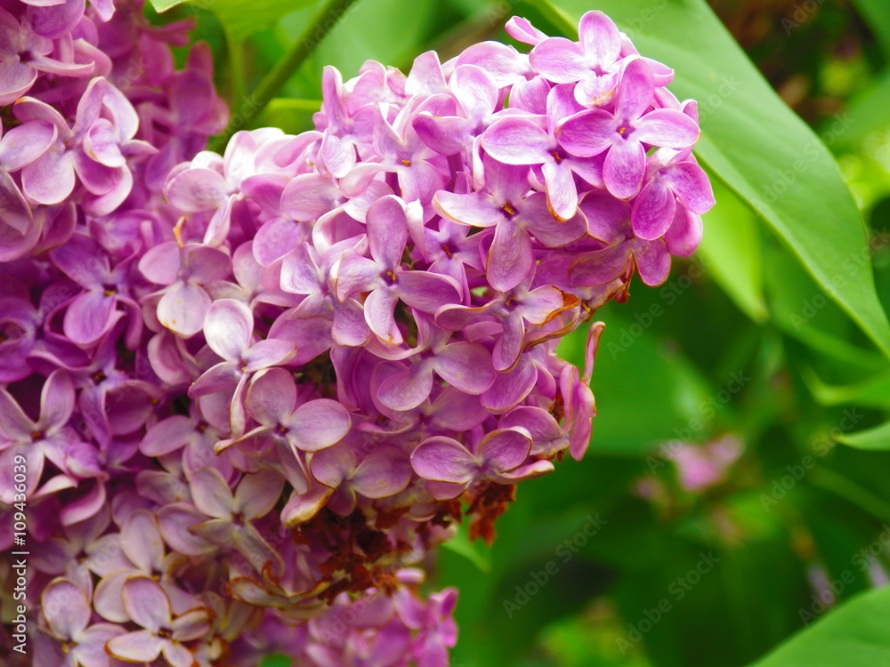 Lilac flowers close up background Lilac flowers close up background