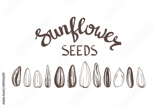Sunflower seeds Poster Vintage Stylized Lettering. Vector hand drawn Illustration
