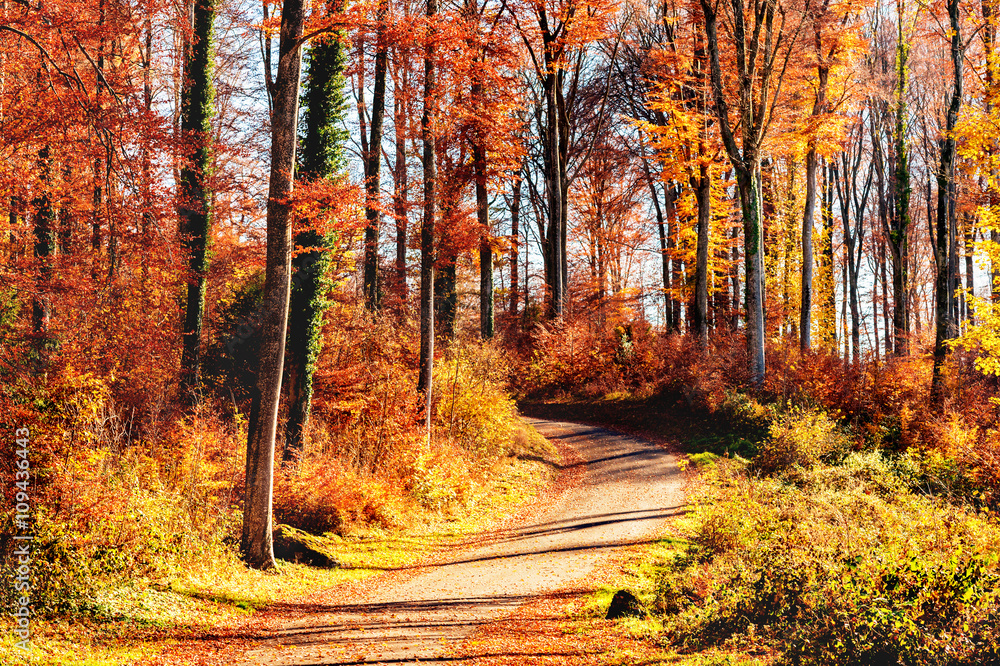 Pathway through the autumn forest