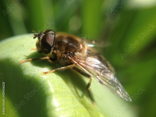 Bee on a leaf © Victoria Gardner