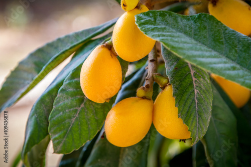 The loquat or Eriobotrya japonica with yellow fruits, Japanese plum Fototapet