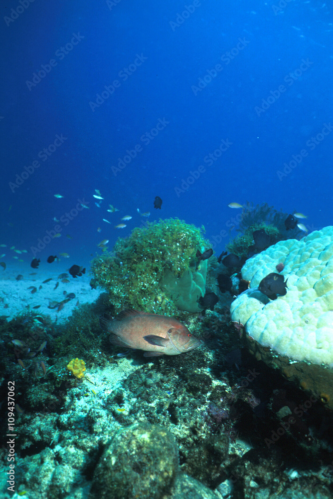 Fototapeta premium アカハタ（Red banded groupe）