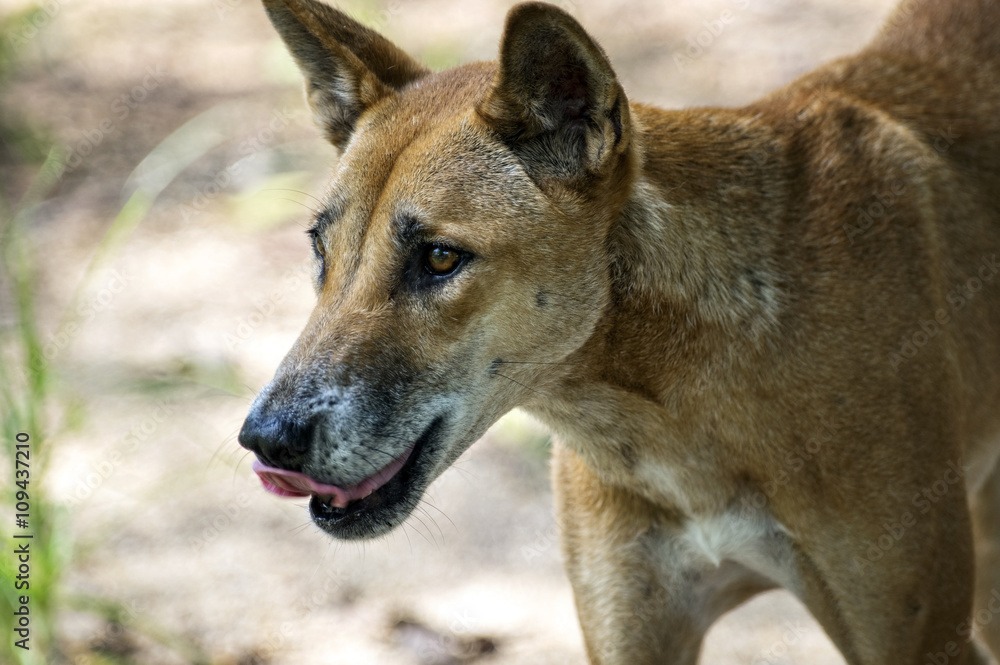 Wilder Dingo in Australien Wilder Dingo in Australien