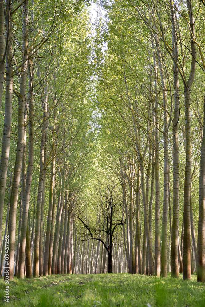 rows of cultivated poplar trees, with dark tree in center rows of cultivated poplar trees, with dark tree in center