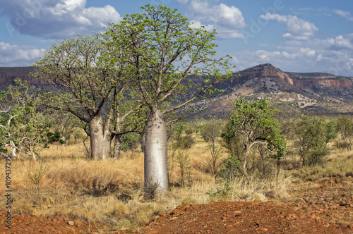 Baobab in der Kimberley Region photo