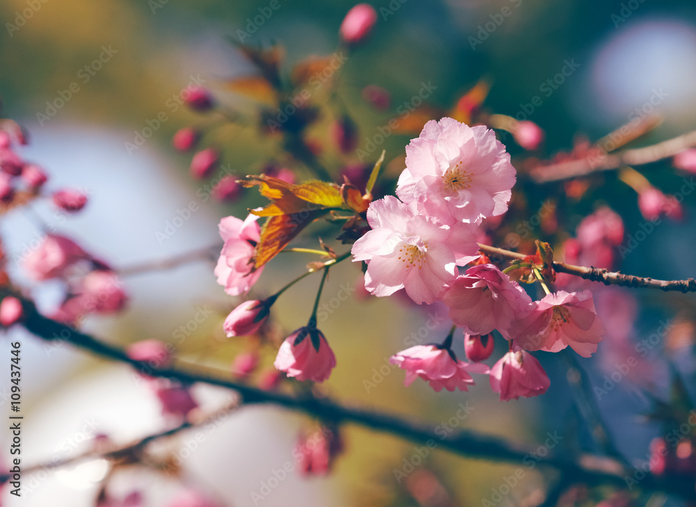 Obraz premium Spring pink blossom tree, close-up.