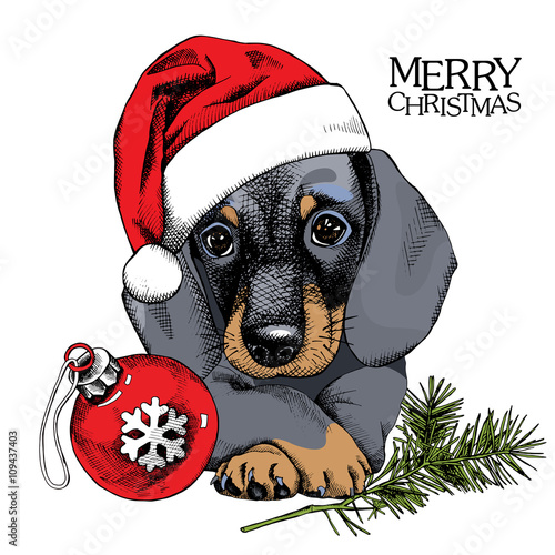 The christmas poster with the portrait of the dog Dachshund in the Santa's hat with ball toy. Vector illustration.