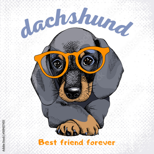 The poster with the portrait of the dog Dachshund in the glasses. Vector illustration