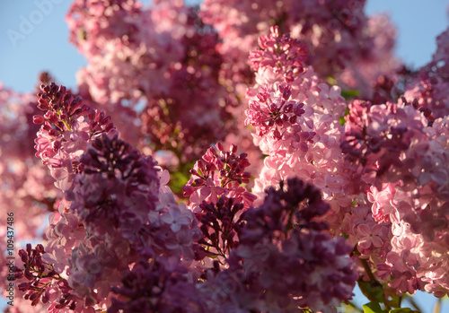 sunlit pink lilac blossom photo