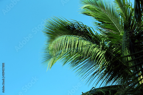 Tropical trees in exotic forest.