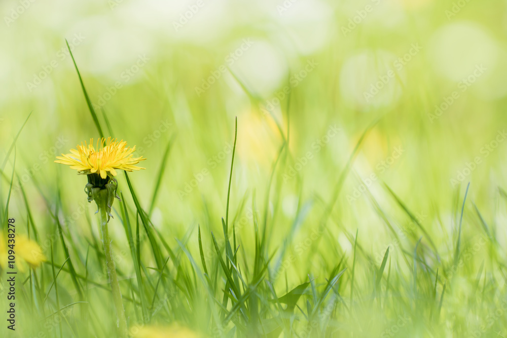 Fototapeta premium Eine Frühlingswiese mit blühendem Löwenzahn