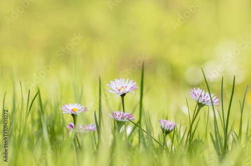 eine Frühlingswiese mit blühenden Gänseblümchen © Rainer Fuhrmann