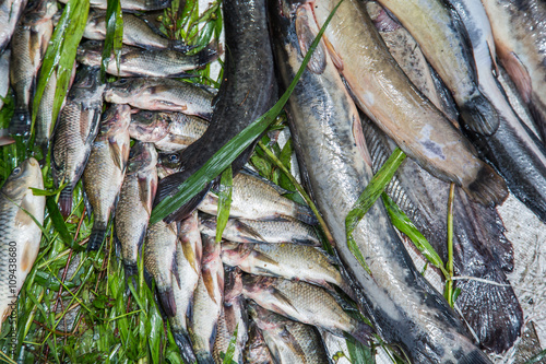 fish counter at a market in Jayapura photo