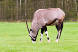 Oryx-Antilope on a lawn and eats grass