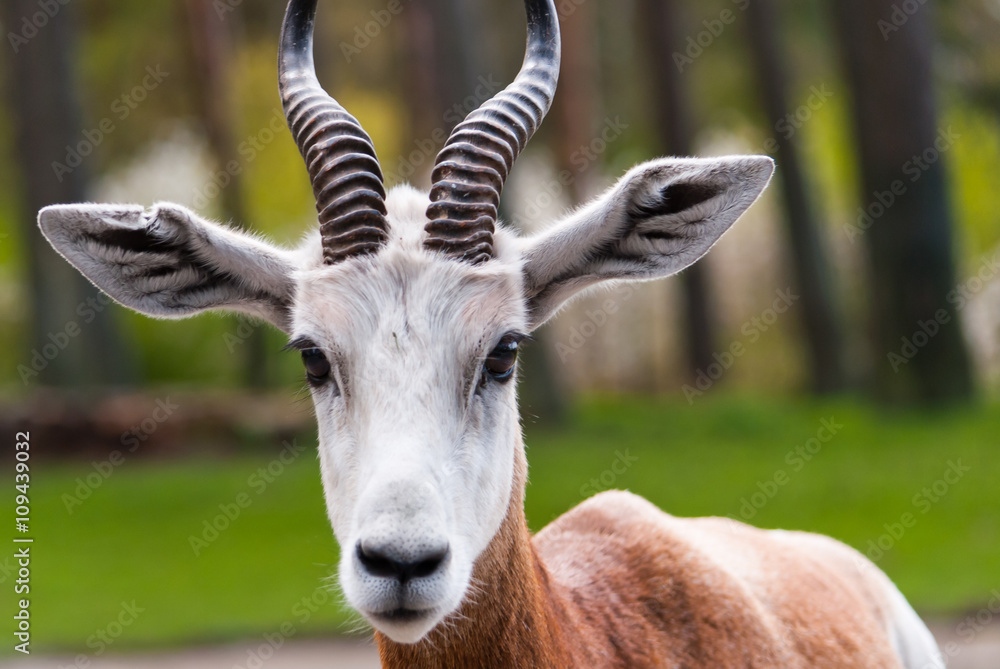 closeup of a beautiful and rare antelope closeup of a beautiful and rare antelope
