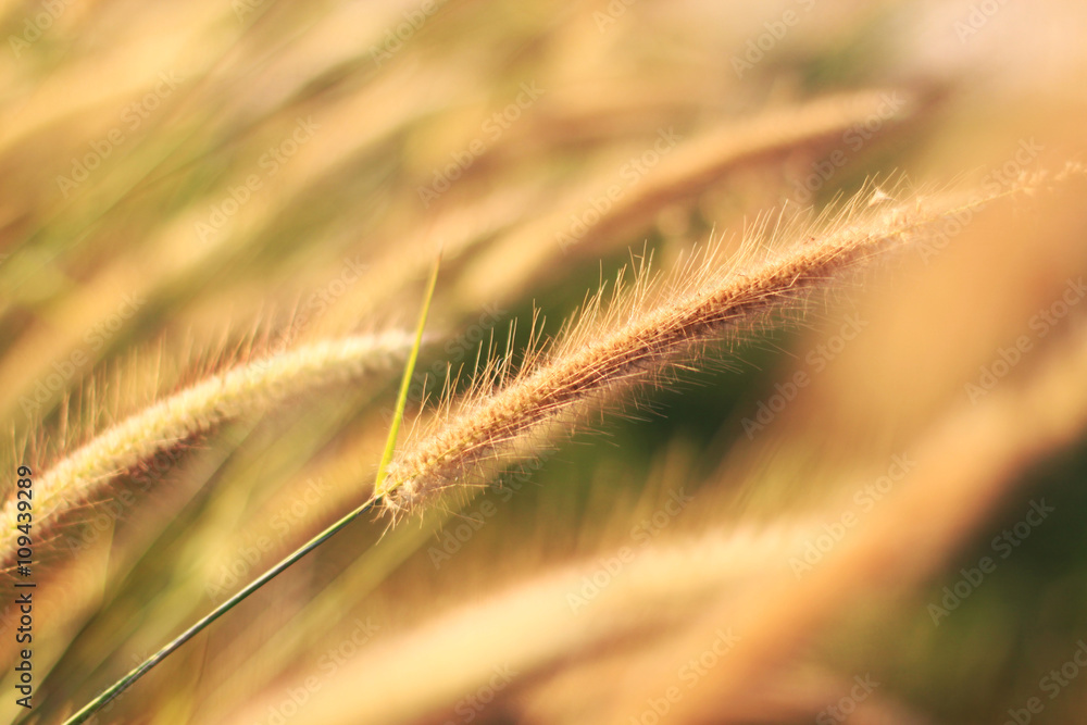 sunlight with setaria,beautiful background sunlight with setaria,beautiful background