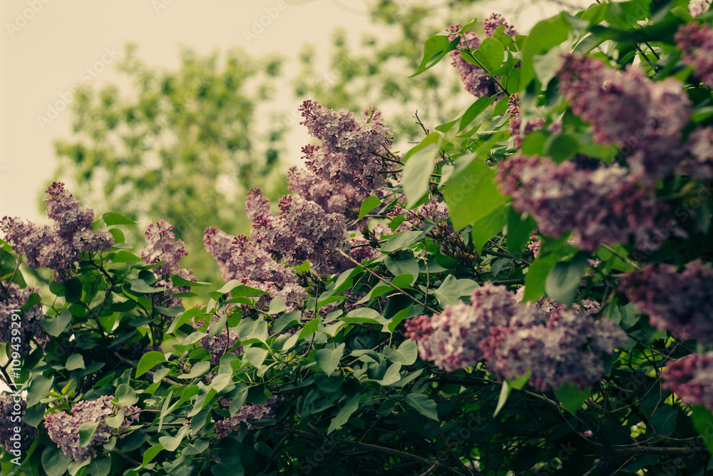 Blooming lilac bush in warm colors Blooming lilac bush in warm colors