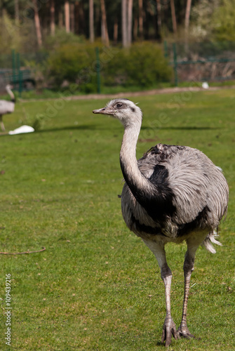 ostrich bird on grass