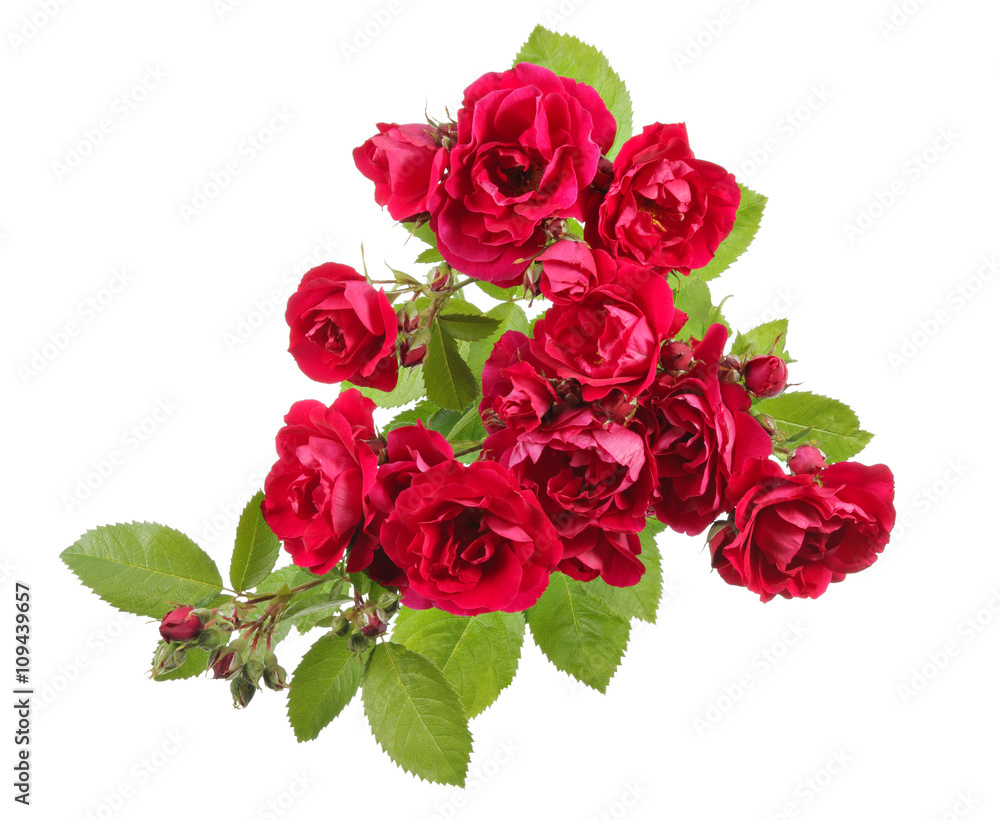 Rose Flowers Rose Flowers