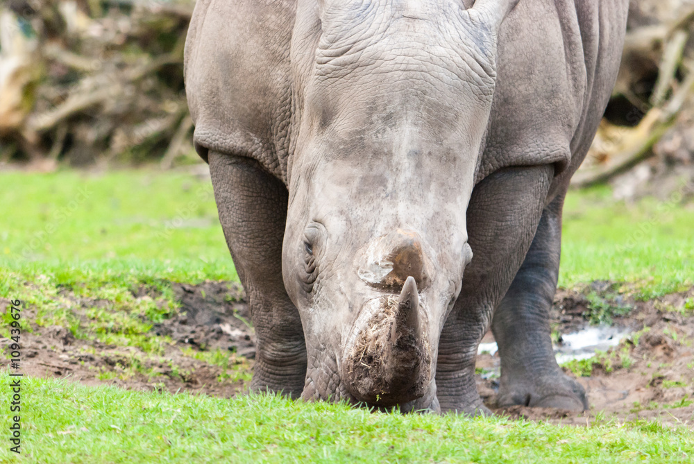 Fototapeta premium rhino on the road