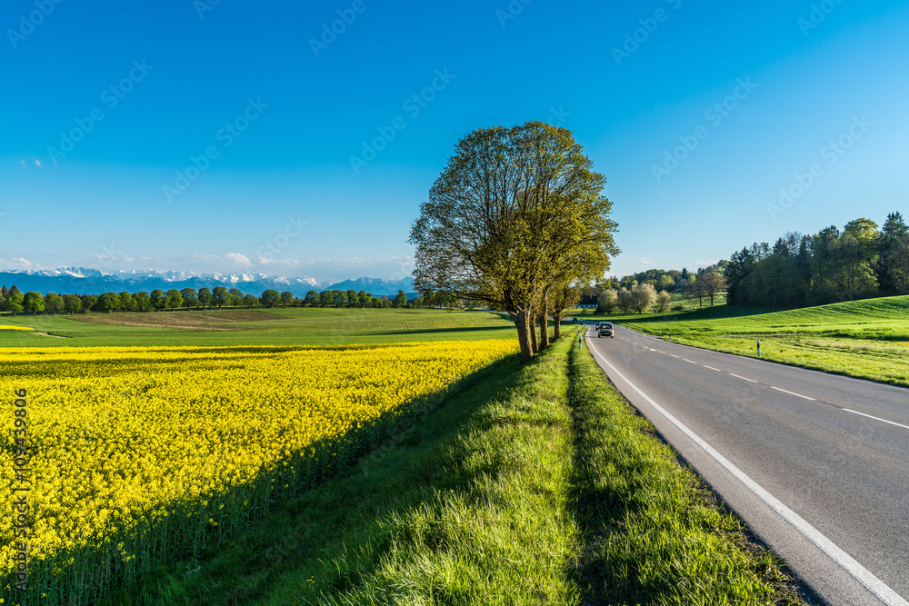 Obraz premium Landstraße Richtung Alpen mit blühenden Landschaften