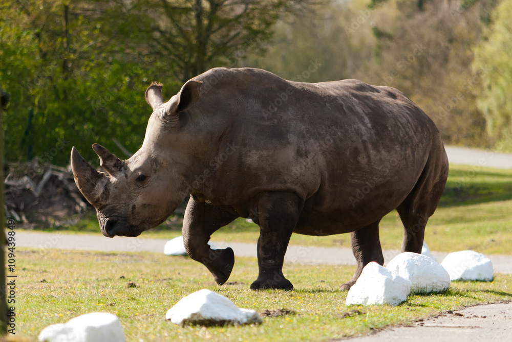 Fototapeta premium rhino on the road