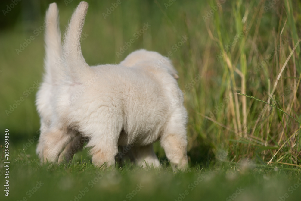 Two young golden retriever puppies