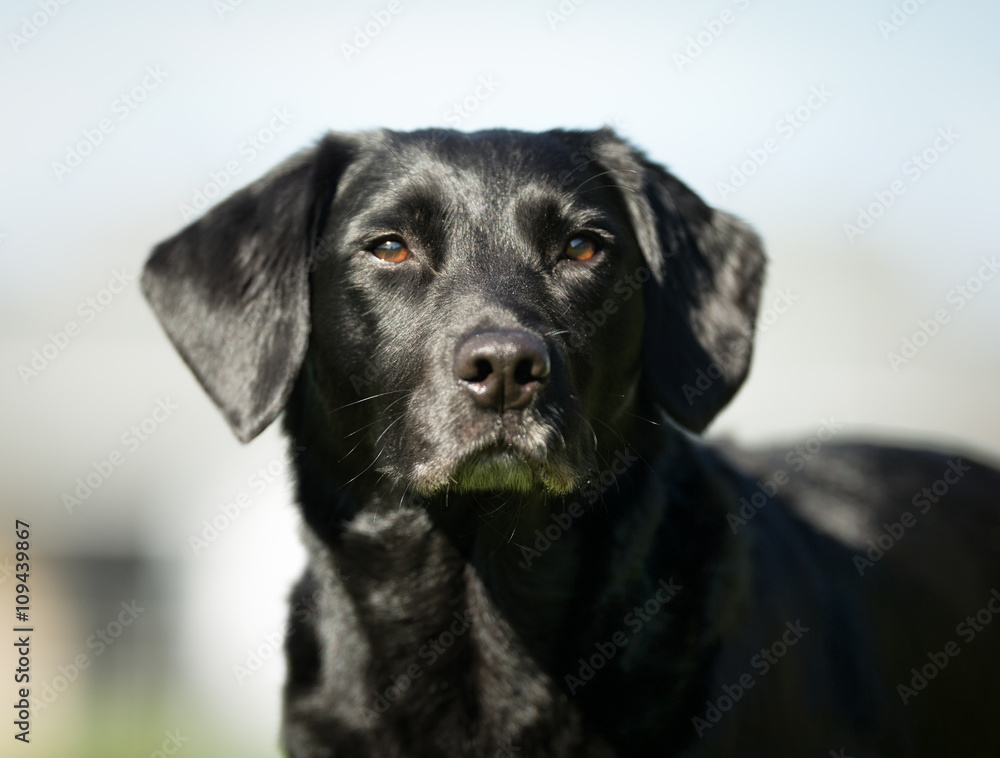 Labrador Retriever Dog