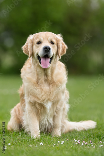 Golden Retriever dog outdoors in nature