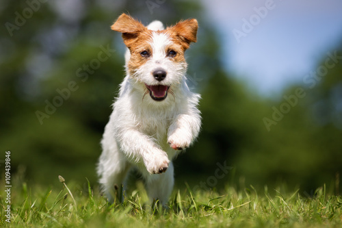 Jack Russell Terrier pies outdoors na trawie