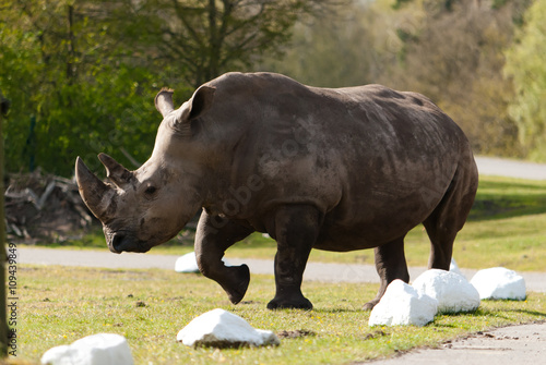 rhino on the road    