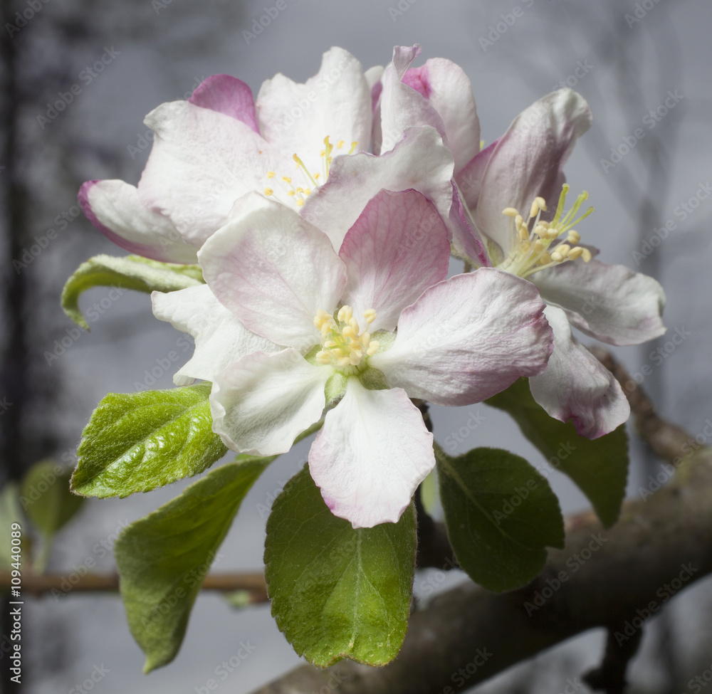 Obraz premium Small flowers