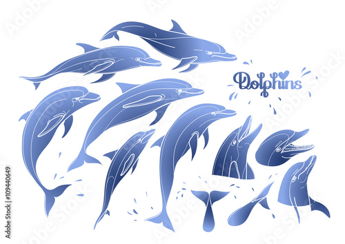 Graphic dolphins collection