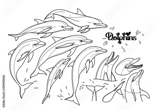 Graphic dolphins collection