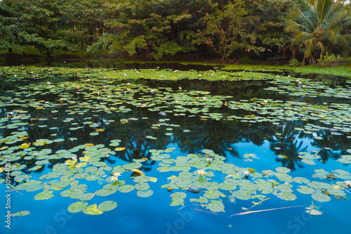 Fototapeta Naklejka Na Ścianę i Meble -  Beautiful water lilies