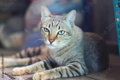 Portrait of a grey striped cat © cocorattanakorn