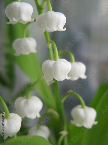 Muguet du mois de mai