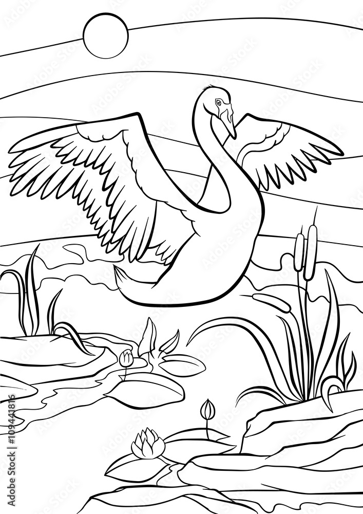 Obraz premium Cute beautiful swan with wonderful wings.