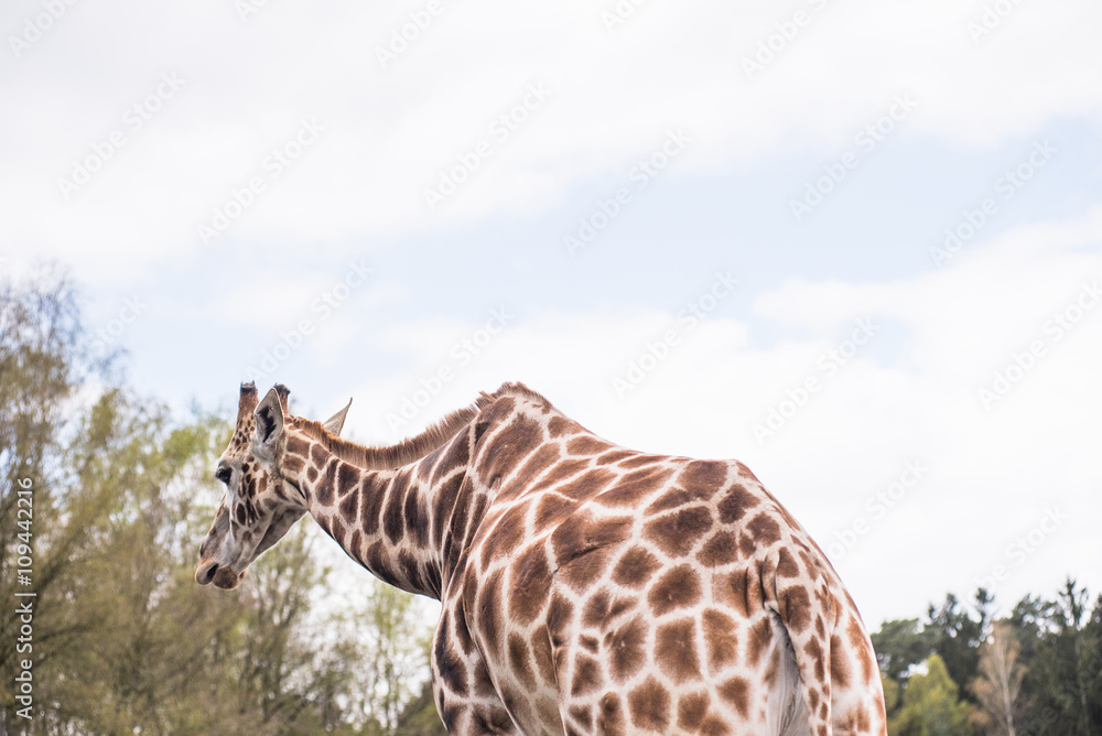 Obraz premium Rear part of a reticulated giraffe