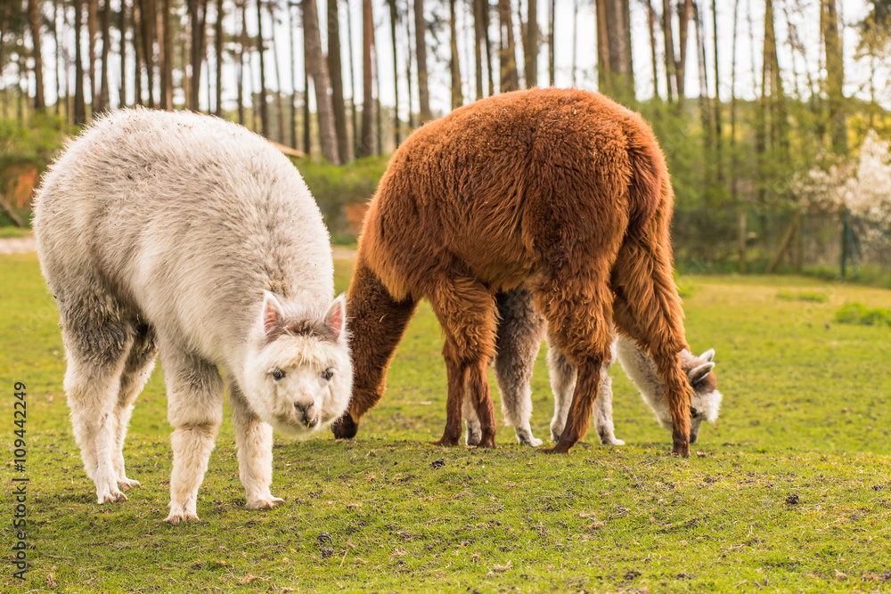 some llamas standing in the meadow and eating grass some llamas standing in the meadow and eating grass